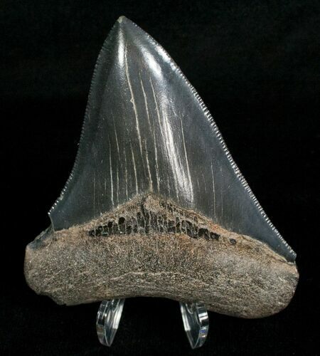Inch Black Megalodon Tooth - Sharp #4971